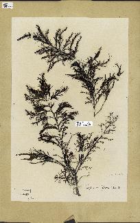 spécimen de Cystoseira fibrosa