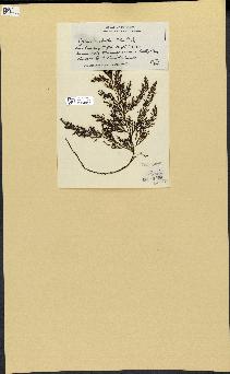 spécimen de Cystoseira fimbriata