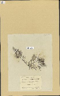 spécimen de Cystoseira fimbriata