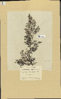 spécimen de Cystoseira fimbriata