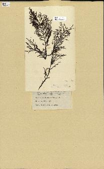 spécimen de Cystoseira fimbriata