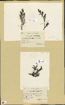 spécimen de Cystoseira fimbriata