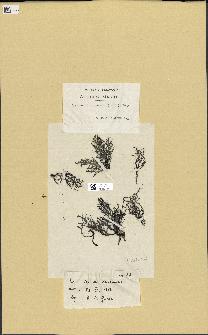 spécimen de Cystoseira fimbriata