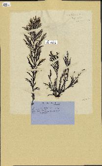 spécimen de Cystoseira fimbriata
