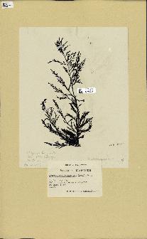 spécimen de Cystoseira fimbriata