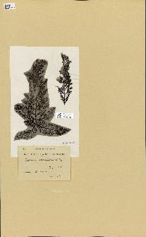 spécimen de Cystoseira fimbriata