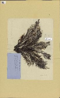 spécimen de Cystoseira fimbriata