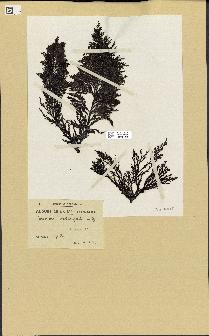 spécimen de Cystoseira fimbriata
