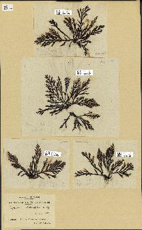 spécimen de Cystoseira fimbriata