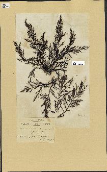 spécimen de Cystoseira abrotanifolia