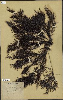 spécimen de Cystoseira abrotanifolia