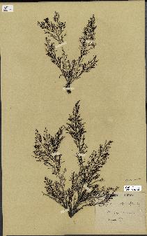 spécimen de Cystoseira abrotanifolia