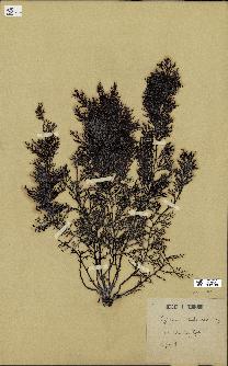 spécimen de Cystoseira abrotanifolia