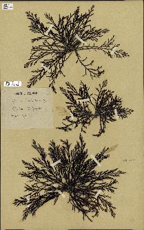 spécimen de Cystoseira abrotanifolia