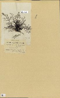 spécimen de Cystoseira abrotanifolia