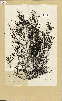 spécimen de Cystoseira abrotanifolia
