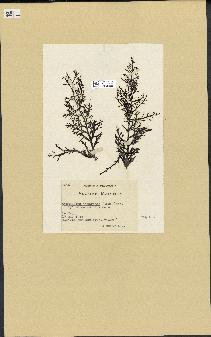 spécimen de Cystoseira abrotanifolia