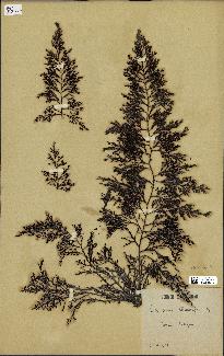 spécimen de Cystoseira abrotanifolia