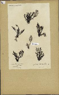 spécimen de Cystoseira abrotanifolia