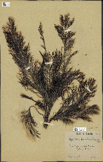 spécimen de Cystoseira foeniculacea