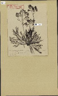 spécimen de Cystoseira foeniculacea