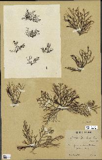 spécimen de Cystoseira foeniculacea