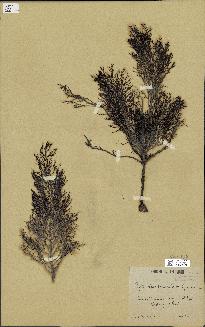 spécimen de Cystoseira foeniculacea
