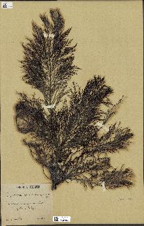 spécimen de Cystoseira foeniculacea