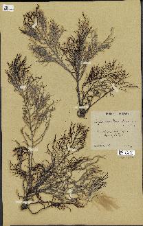 spécimen de Cystoseira foeniculacea