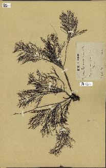 spécimen de Cystoseira foeniculacea