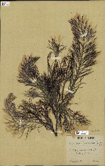 spécimen de Cystoseira foeniculacea