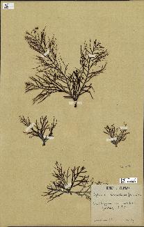 spécimen de Cystoseira foeniculacea