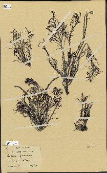 spécimen de Cystoseira foeniculacea