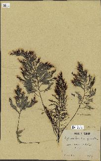 spécimen de Cystoseira foeniculacea