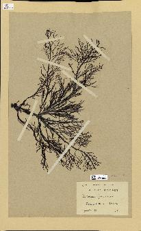 spécimen de Cystoseira foeniculacea