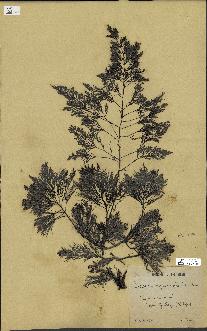 spécimen de Cystoseira myriophylloides