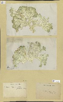 spécimen de Halimeda opuntia