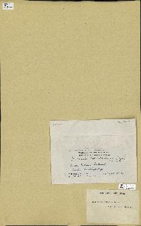 spécimen de Halimeda opuntia