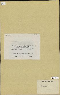 spécimen de Halimeda opuntia