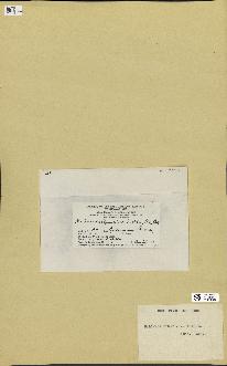 spécimen de Halimeda opuntia