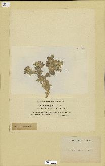 spécimen de Halimeda opuntia