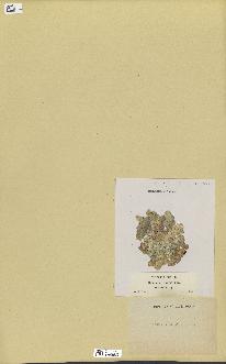 spécimen de Halimeda opuntia
