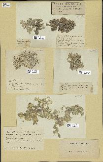 spécimen de Halimeda opuntia