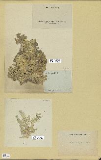 spécimen de Halimeda opuntia