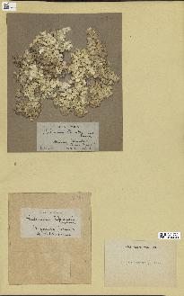 spécimen de Halimeda opuntia