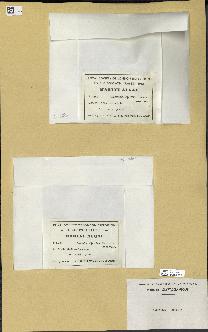 spécimen de Halimeda opuntia
