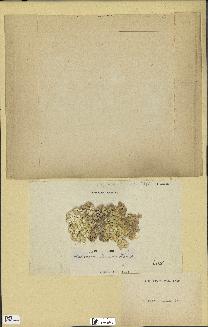 spécimen de Halimeda opuntia