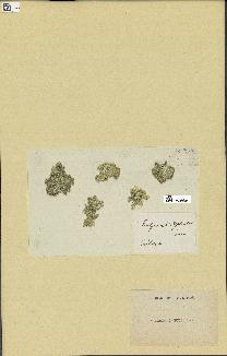 spécimen de Halimeda opuntia