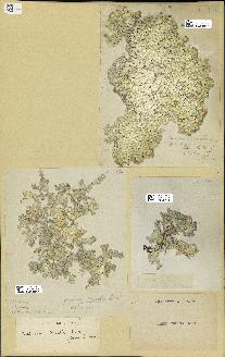 spécimen de Halimeda opuntia