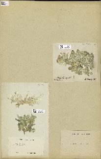 spécimen de Halimeda opuntia